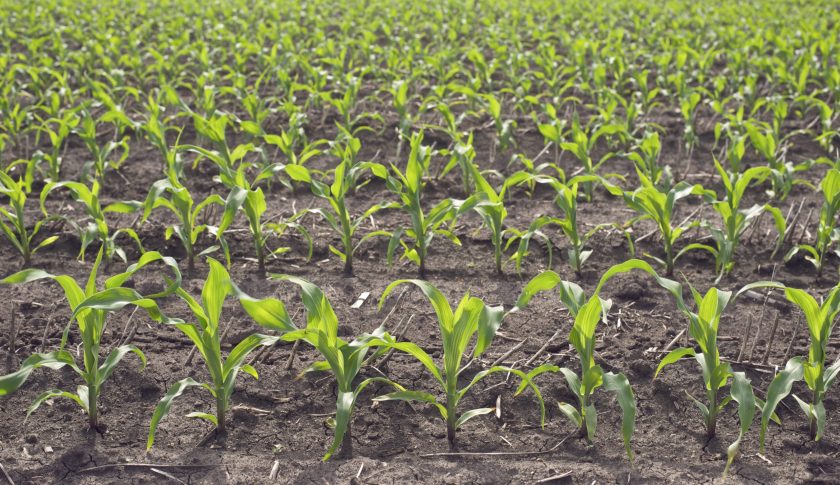 Champ maïs Vantage AM Precision Planting